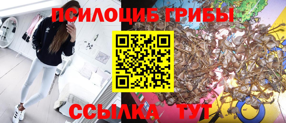 Псилоцибиновые грибы Cubensis Железногорск